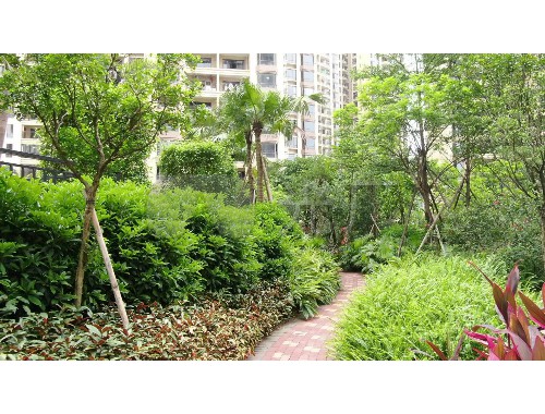 永安城市绿化树木图片