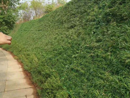 新一轮城区绿化工程