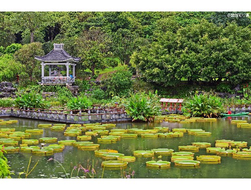 永城园林绿化苗木价格市场价怎么询价