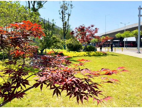 武安绿化批发市场