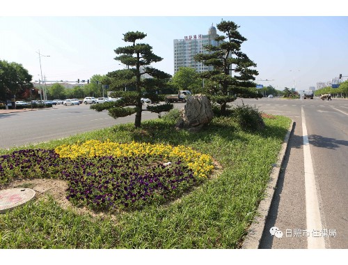 大理城市绿化一般种什么花