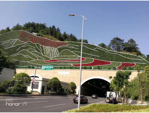 平顶山市政道路绿化树苗种类大全