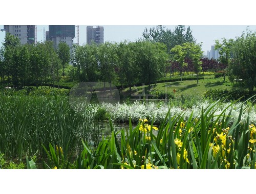 园林管理与城市绿化