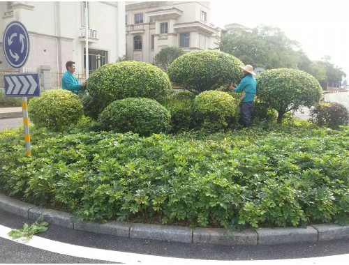 徐州城市绿化用苗供应