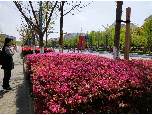 延安市楼顶绿化工程